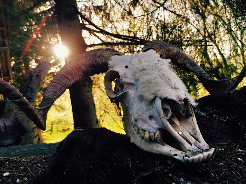 Ram Skull in Forest