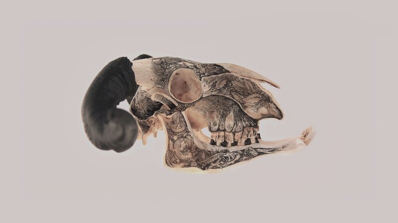 Ram Skull with Tattoos