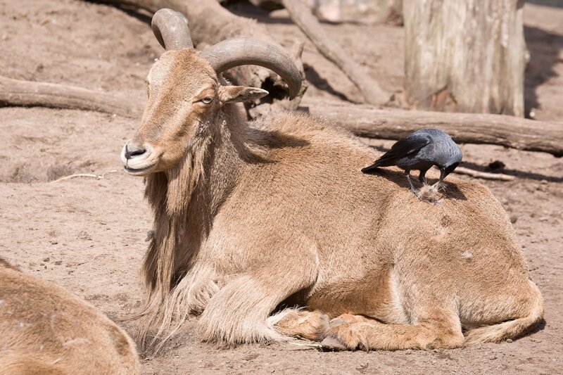 Ram with bird on back