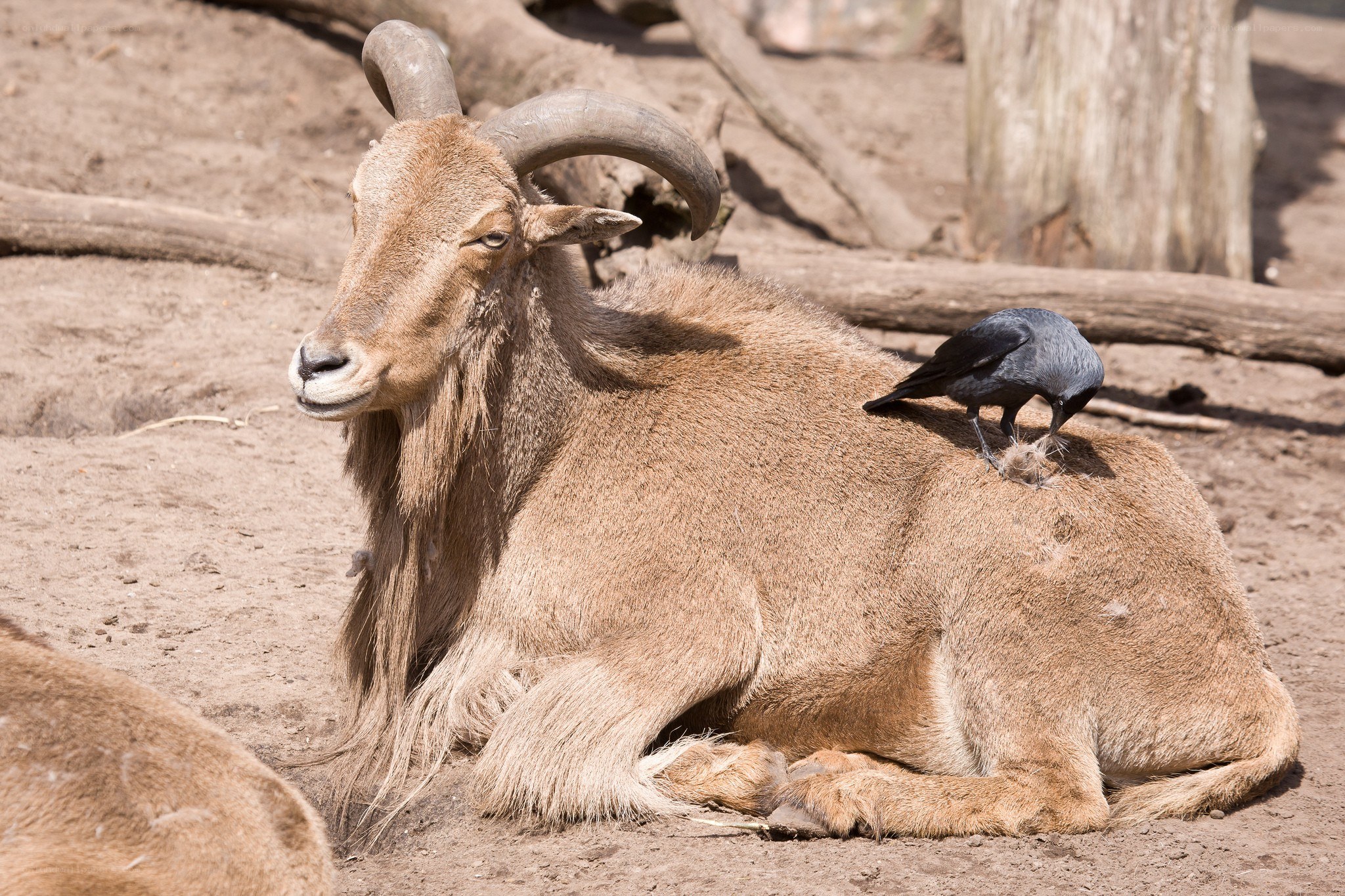 Ram with bird on back