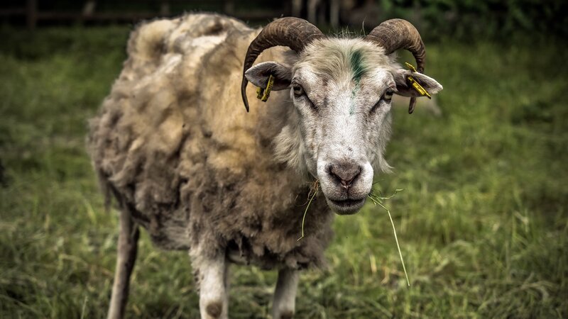 Ram with Curved Horns — Green, Calm