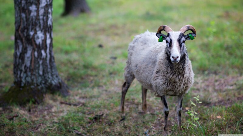 Ram with Curved Horns — Green