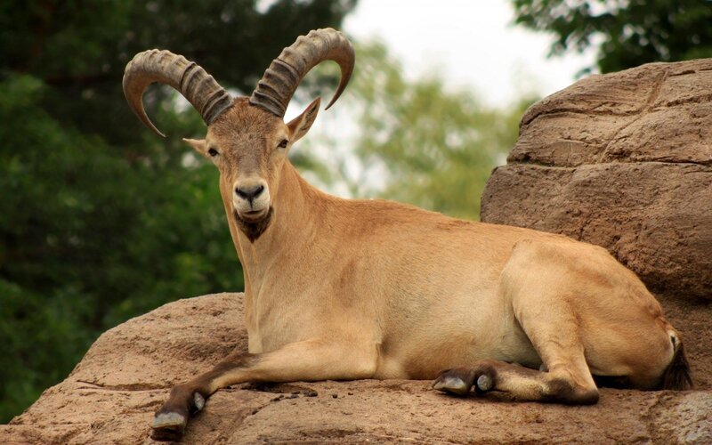 Ram with curved horns resting