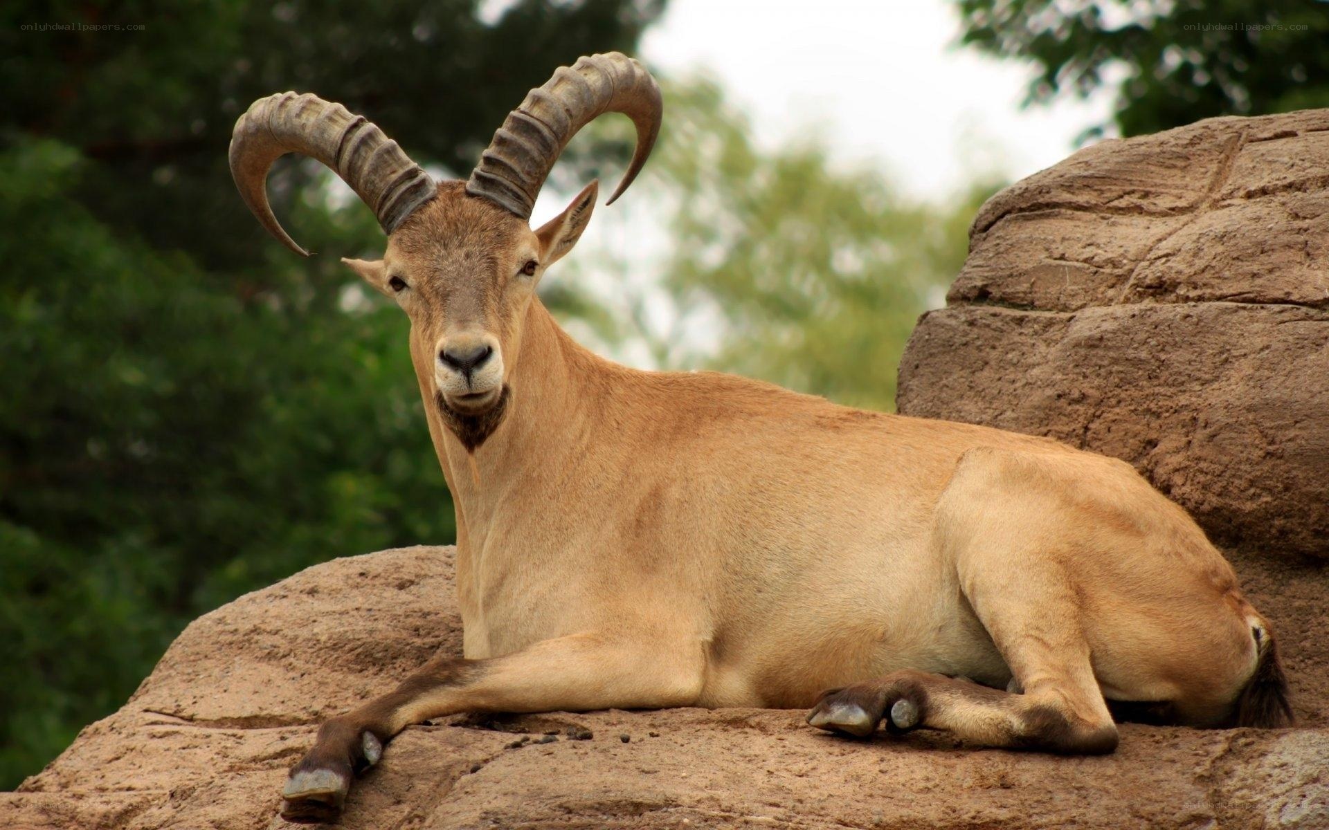 Ram with curved horns resting