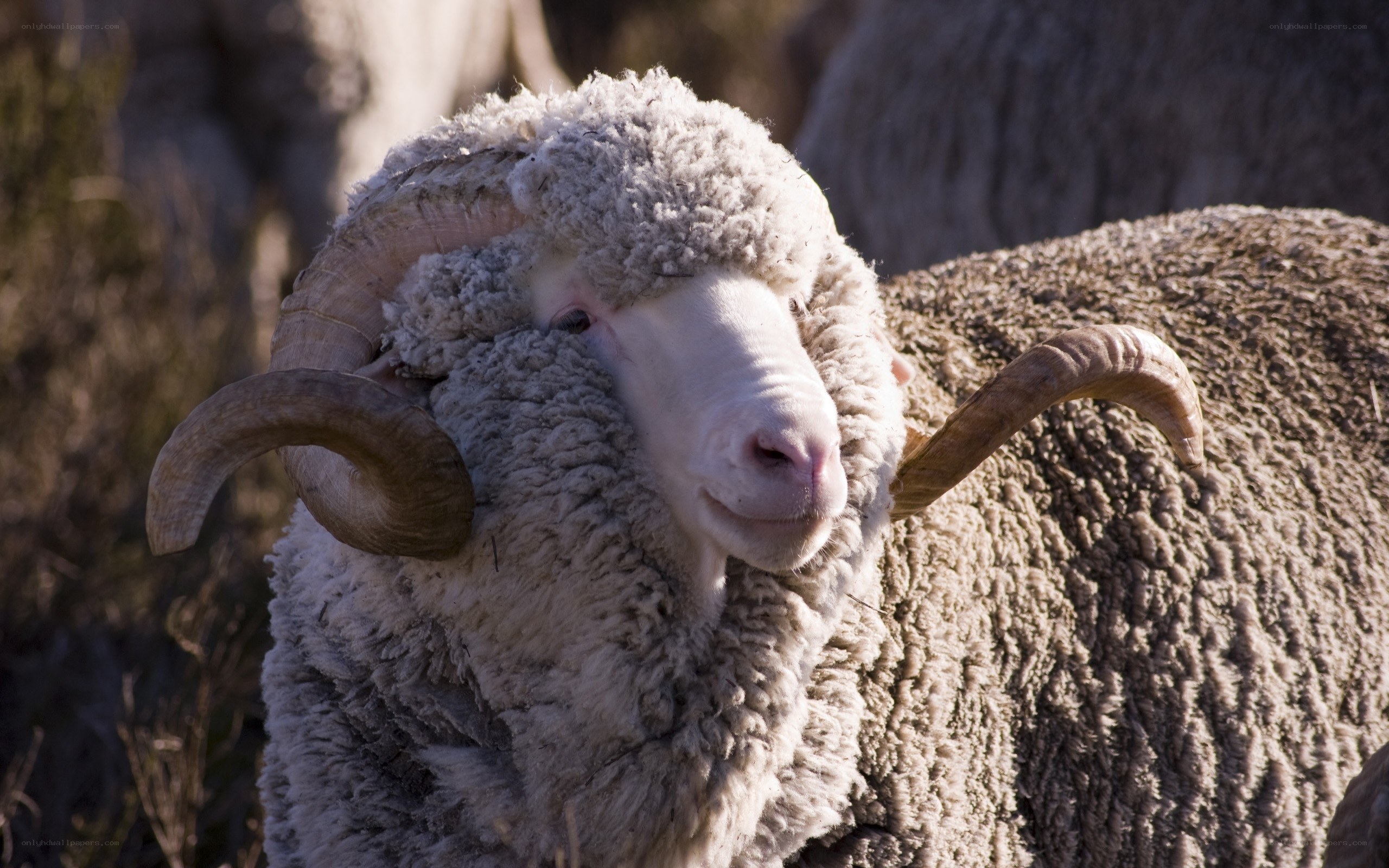 ram with curved horns