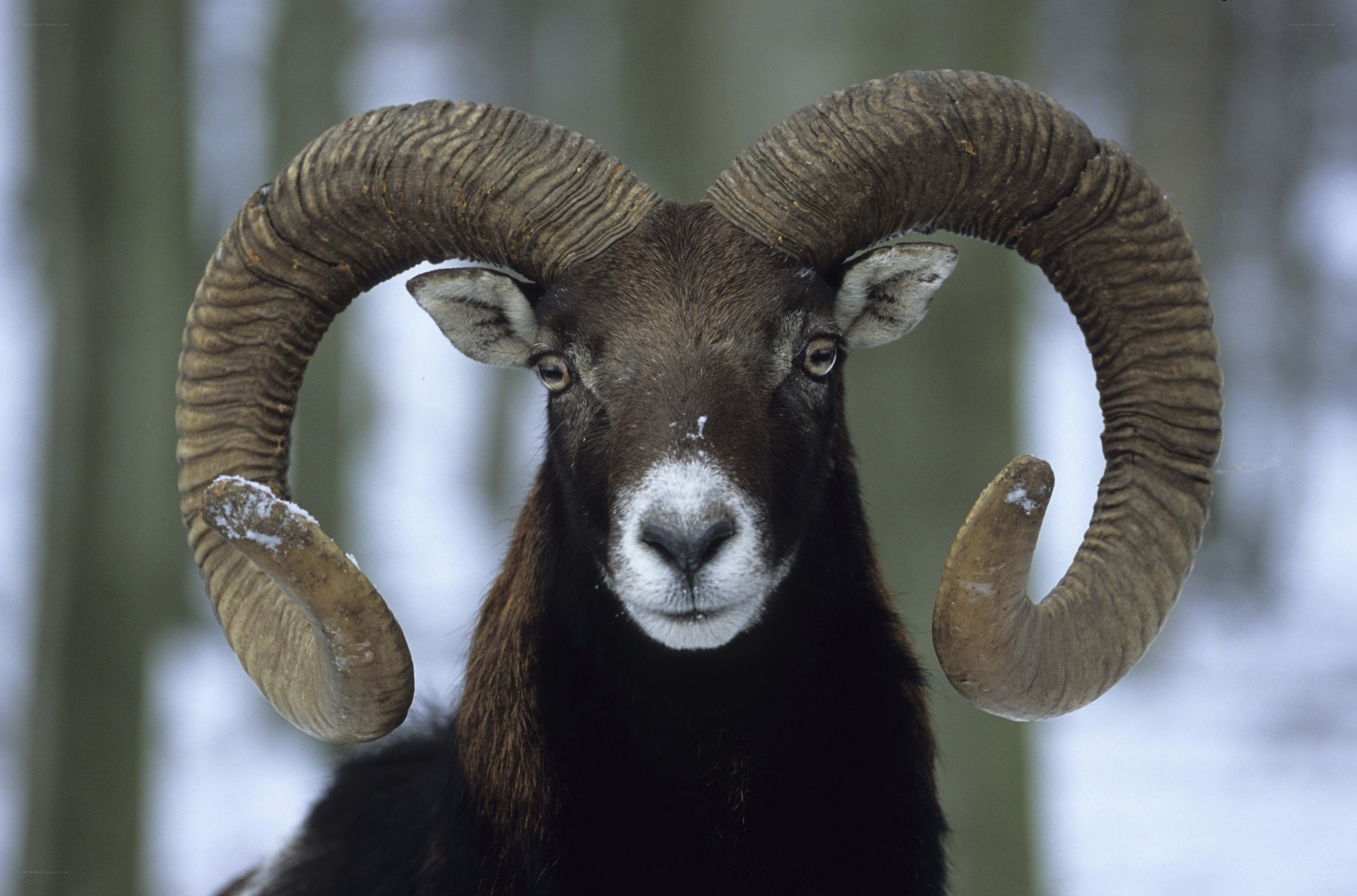 ram with large curved horns