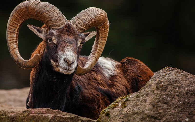 Ram with Large Horns — Brown, Calm, Photograph