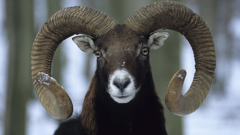 Ram with Large Horns — Brown, Calm