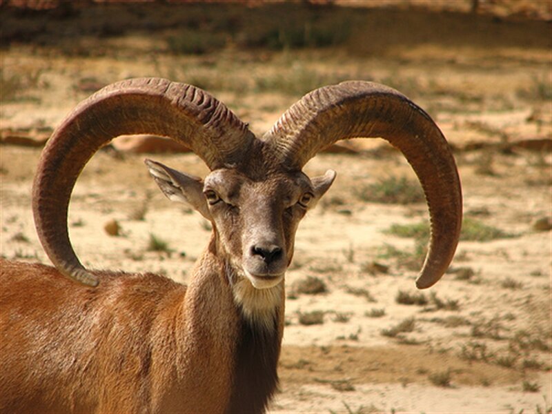 Ram with Large Horns — Brown