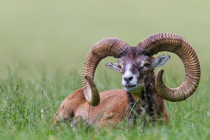 Ram with Large Horns — Green