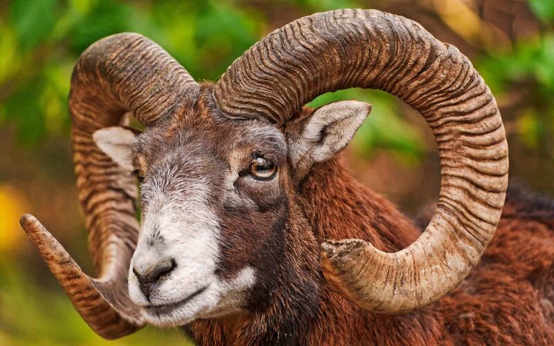 Ram with Large Horns