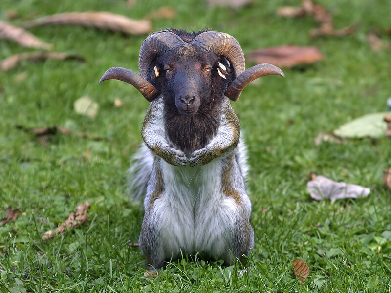 ram with squirrel body