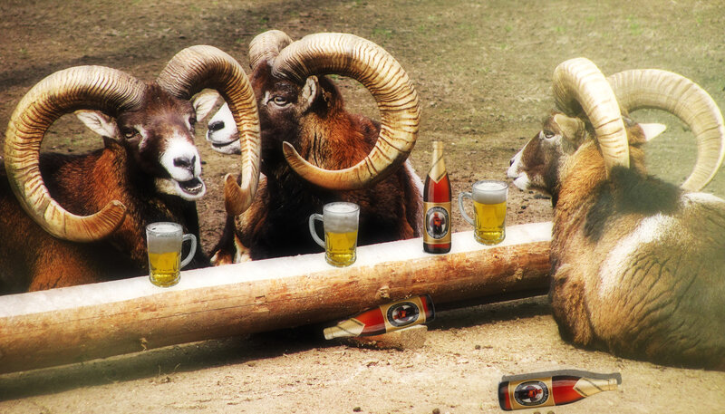 rams drinking beer together