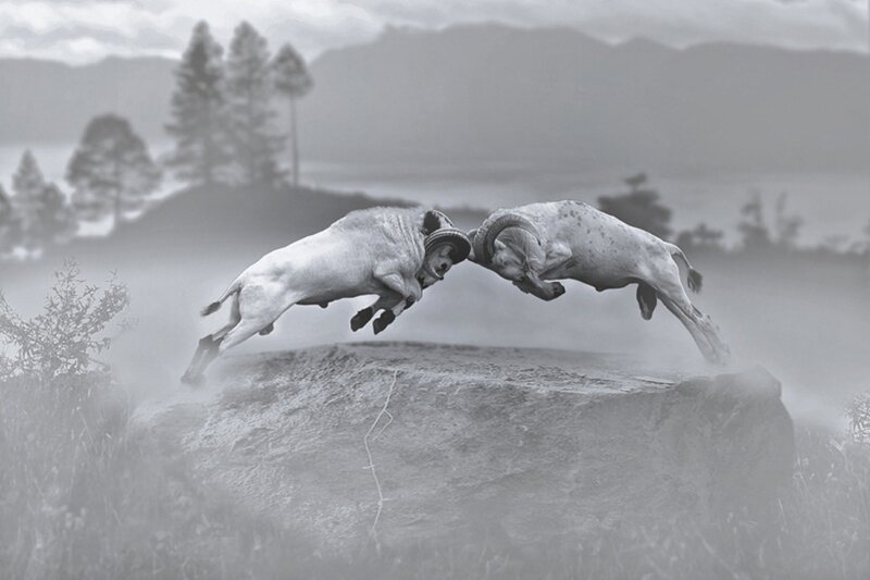 rams fighting in mid-air
