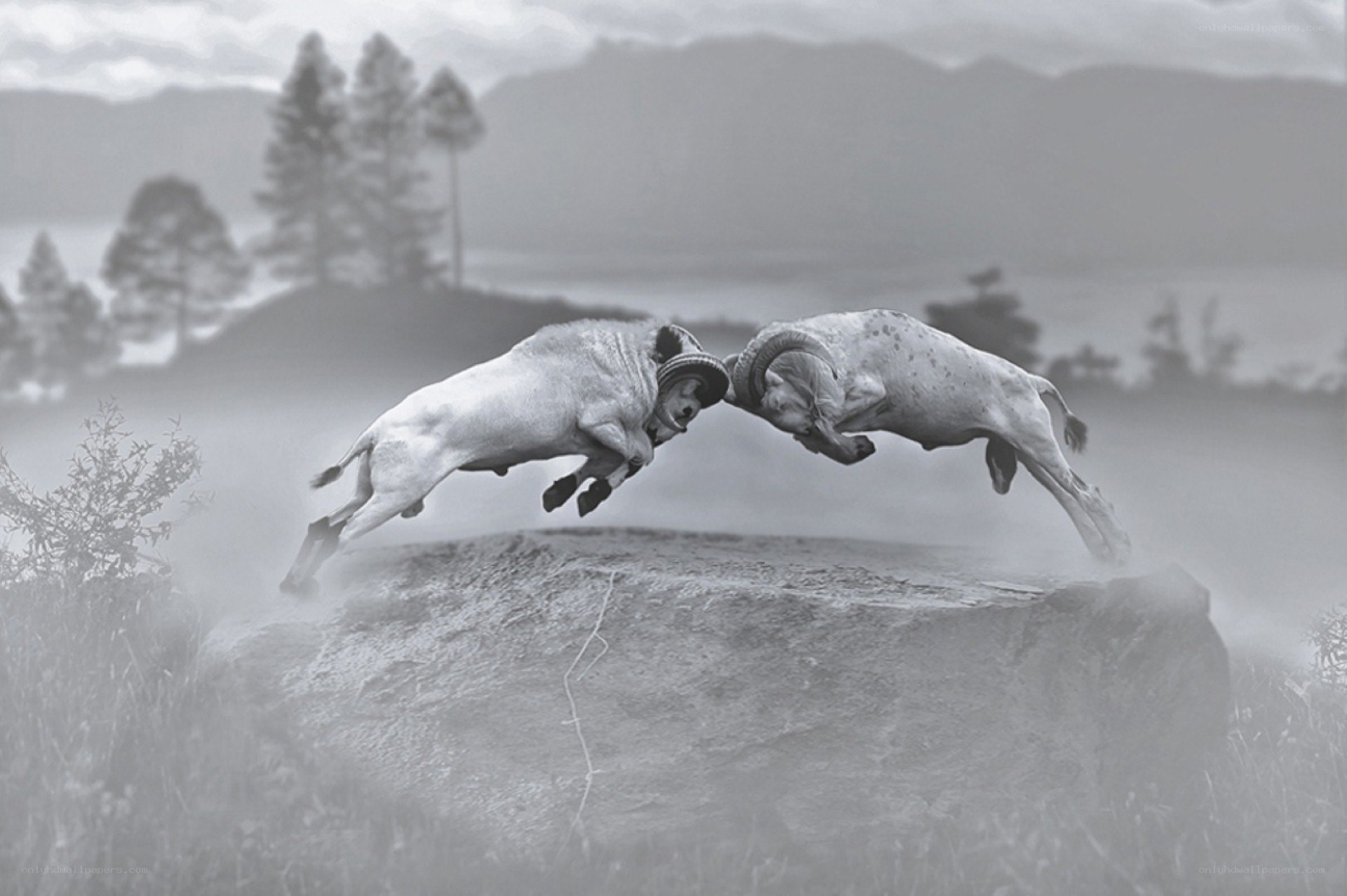 rams fighting in mid-air