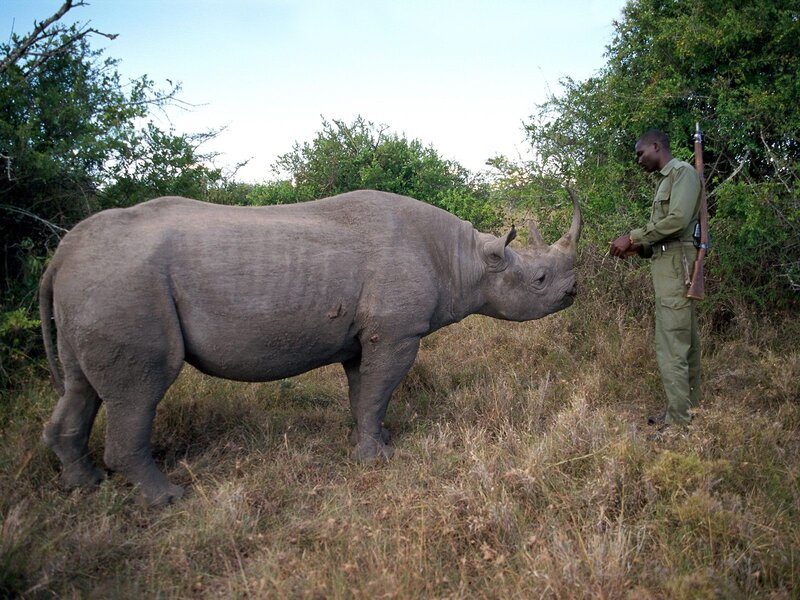 Ranger with rhinoceros in savanna