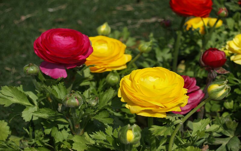 Ranunculus Flowers in Garden