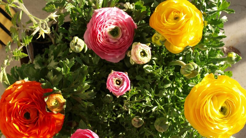 Ranunculus Flowers in Pot