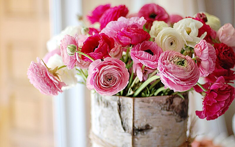 Ranunculus Flowers in Vase — Pink, Calm, Afternoon