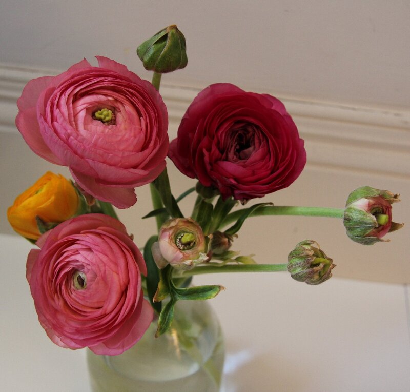 Ranunculus Flowers in Vase — Pink