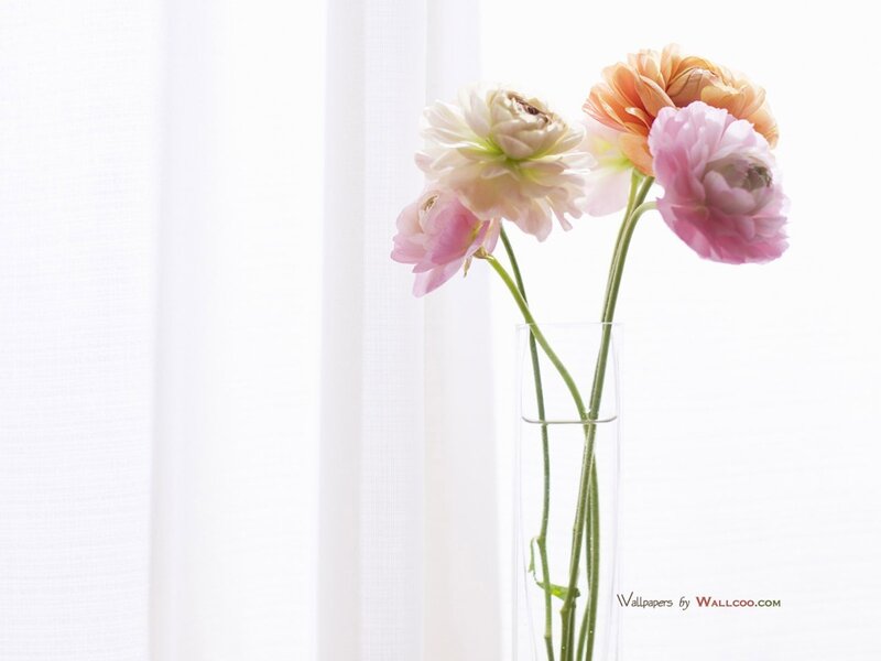 Ranunculus Flowers in Vase