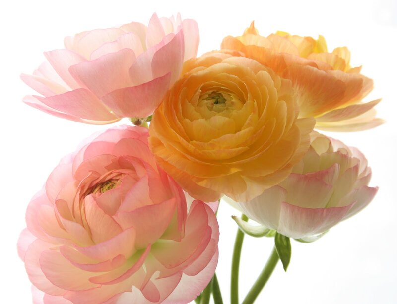 Ranunculus Flowers — Pink