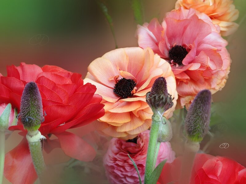 Ranunculus Flowers — Red