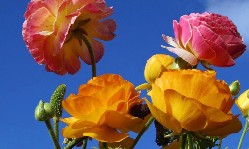 Ranunculus Flowers