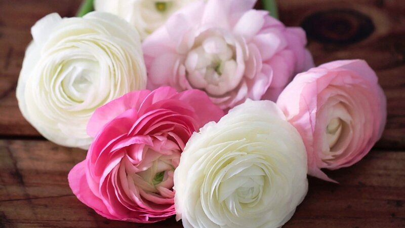 Ranunculus Flowers — White, Calm, Photograph
