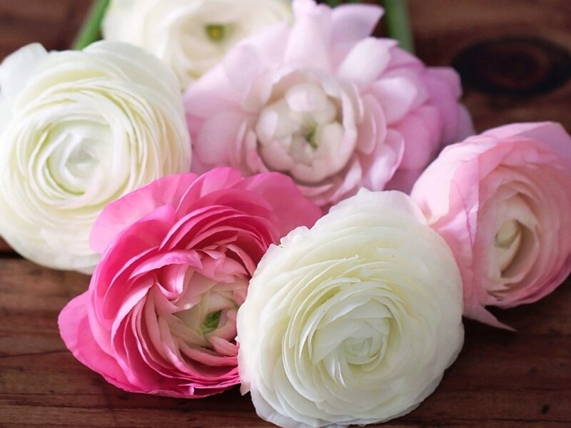 Ranunculus Flowers — White, Calm, Photograph, Wood Surface