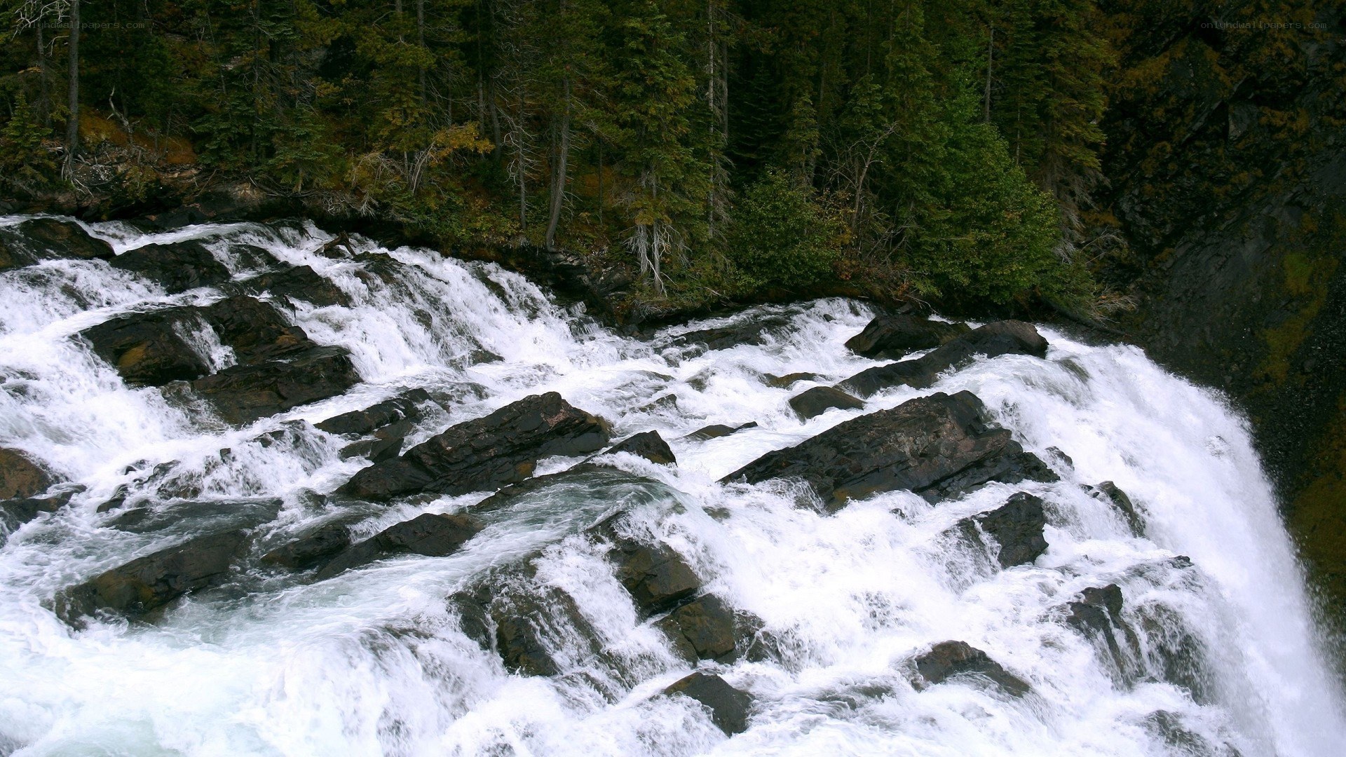 Rapid river flow through forest