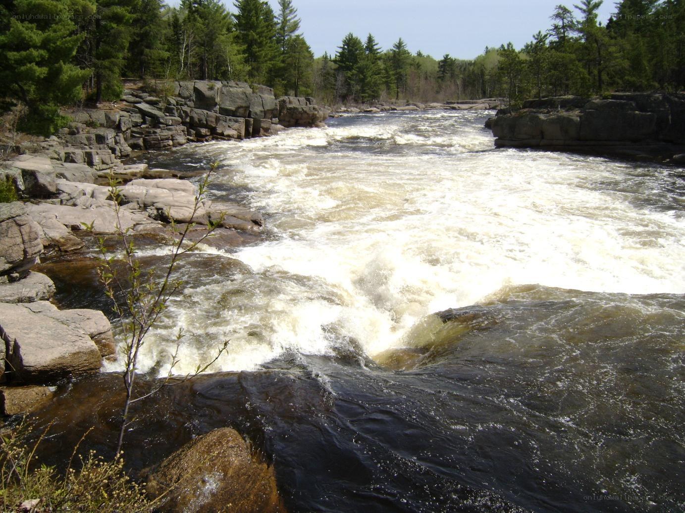 Rapid river flow through forest