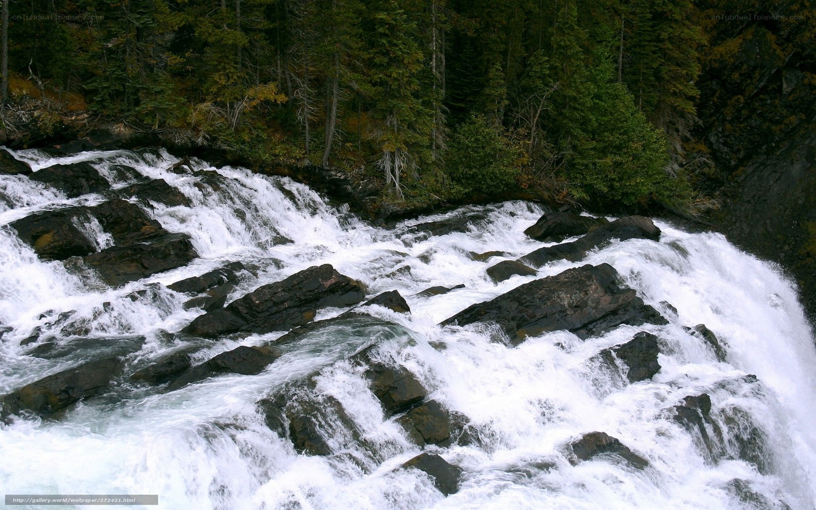 Rapid river flow through forest