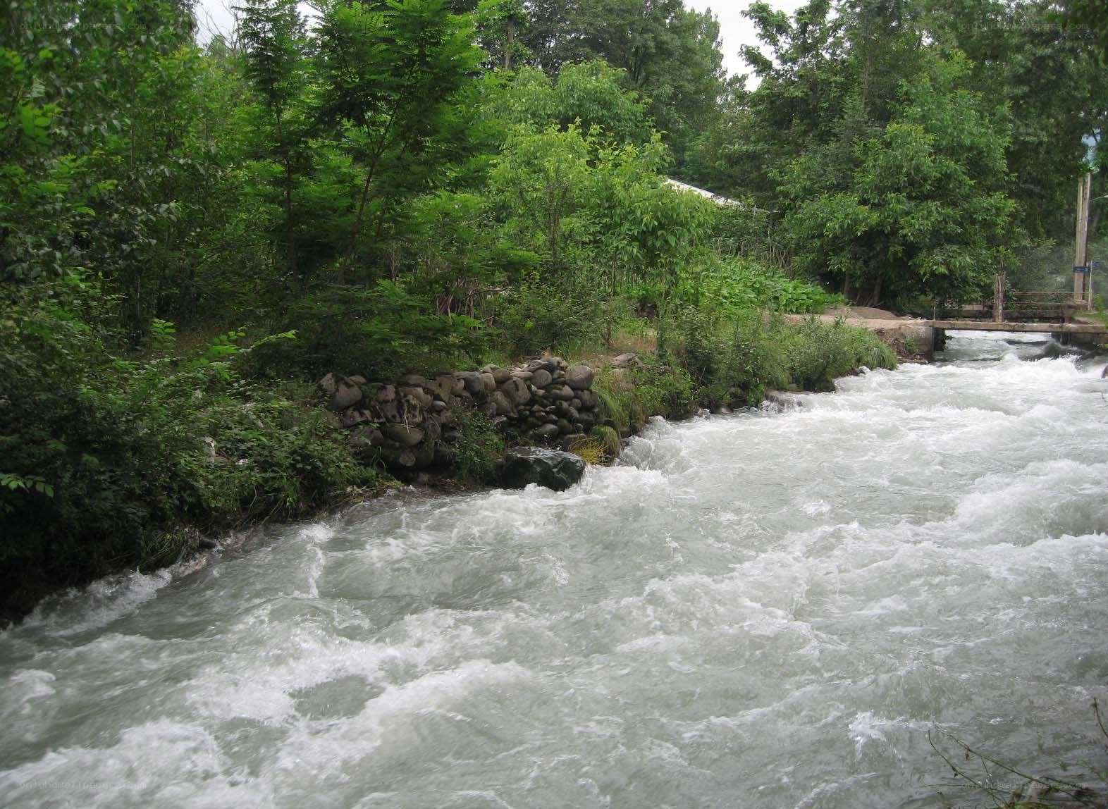 Rapid river in a forested area