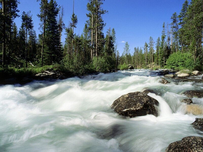 Rapid river in forest