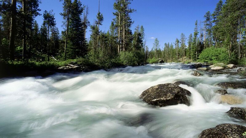 Rapid river in forest