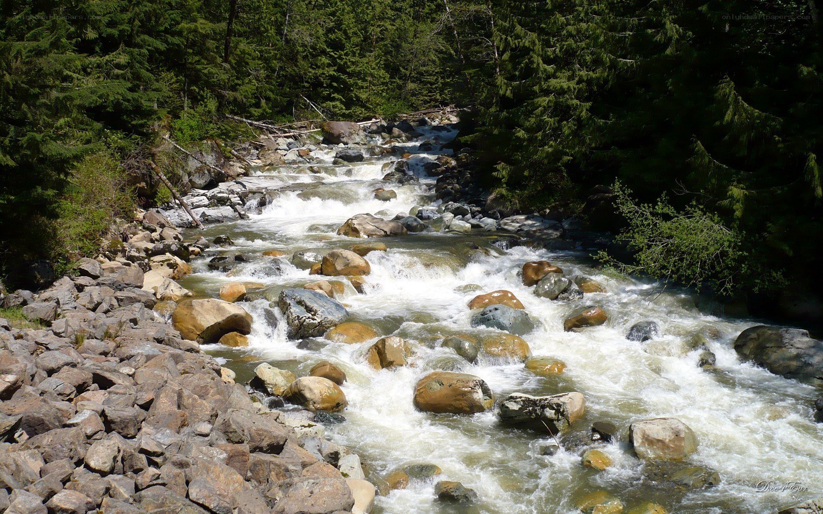 Rapid river in forest