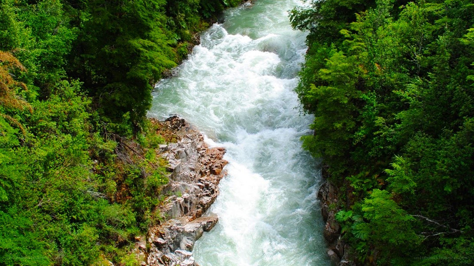 Rapid river in forest canyon