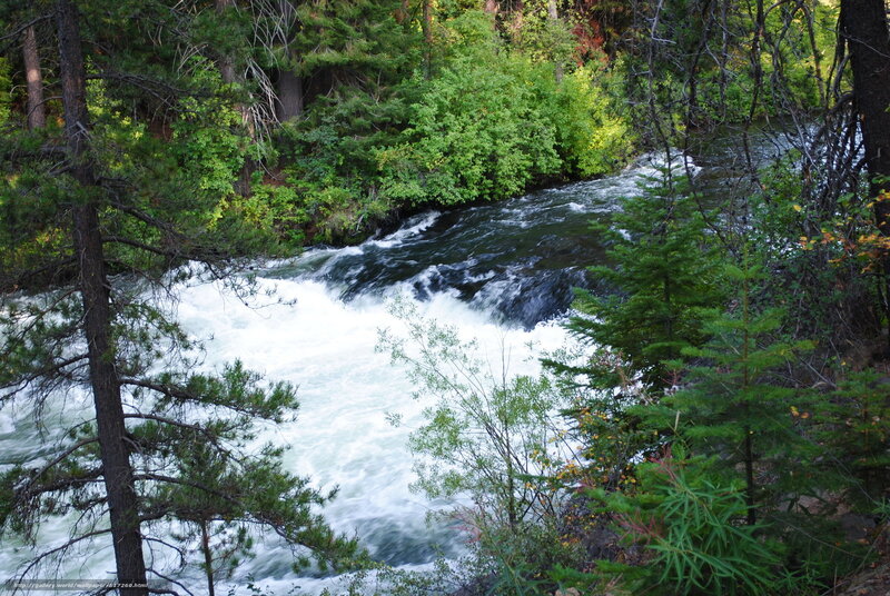 Rapid river in forest