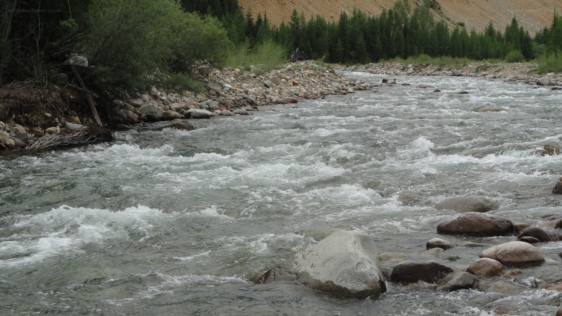 Rapid river in forested valley