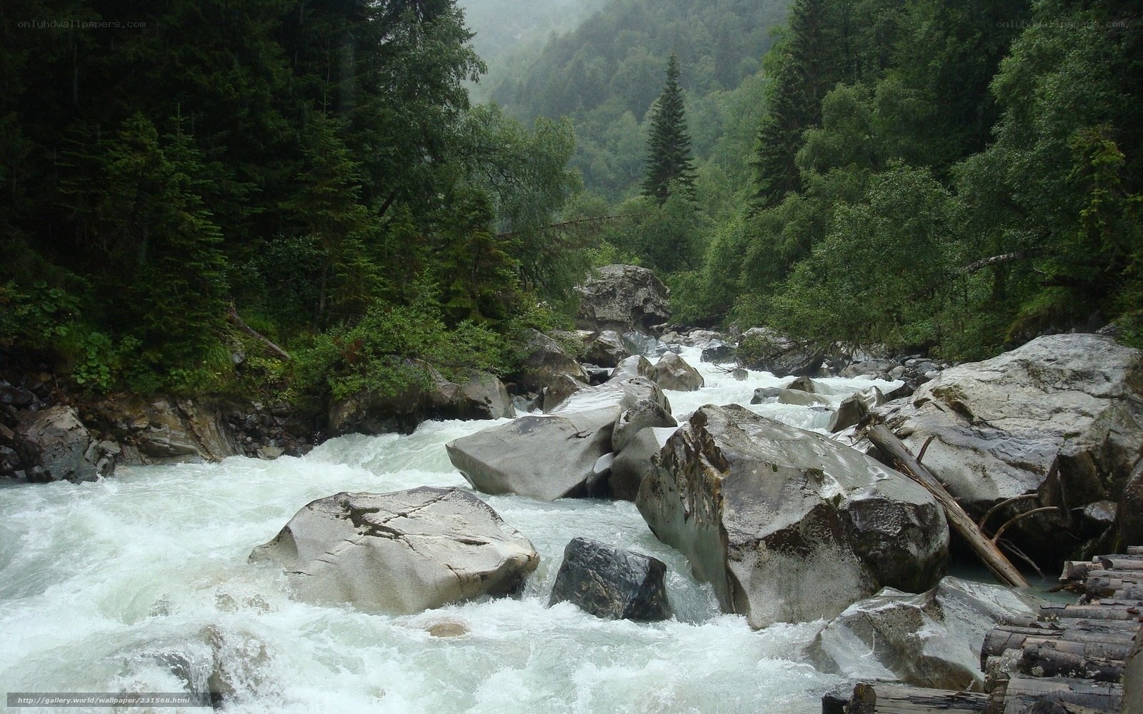 Rapid river in forested valley