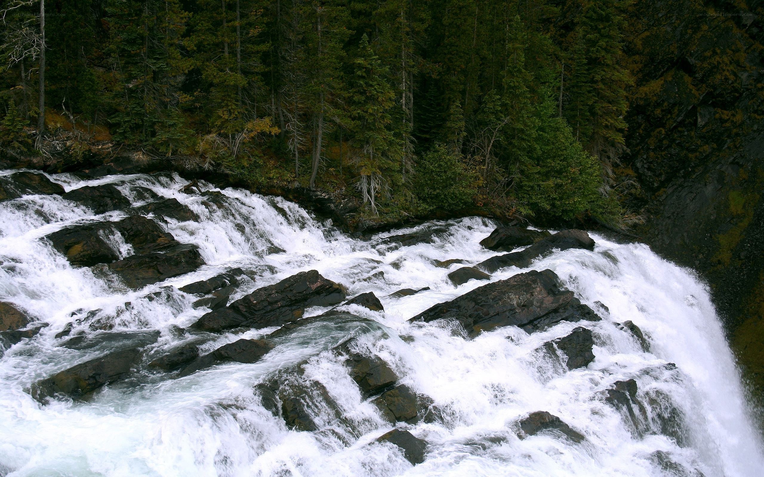 Rapid river through forest