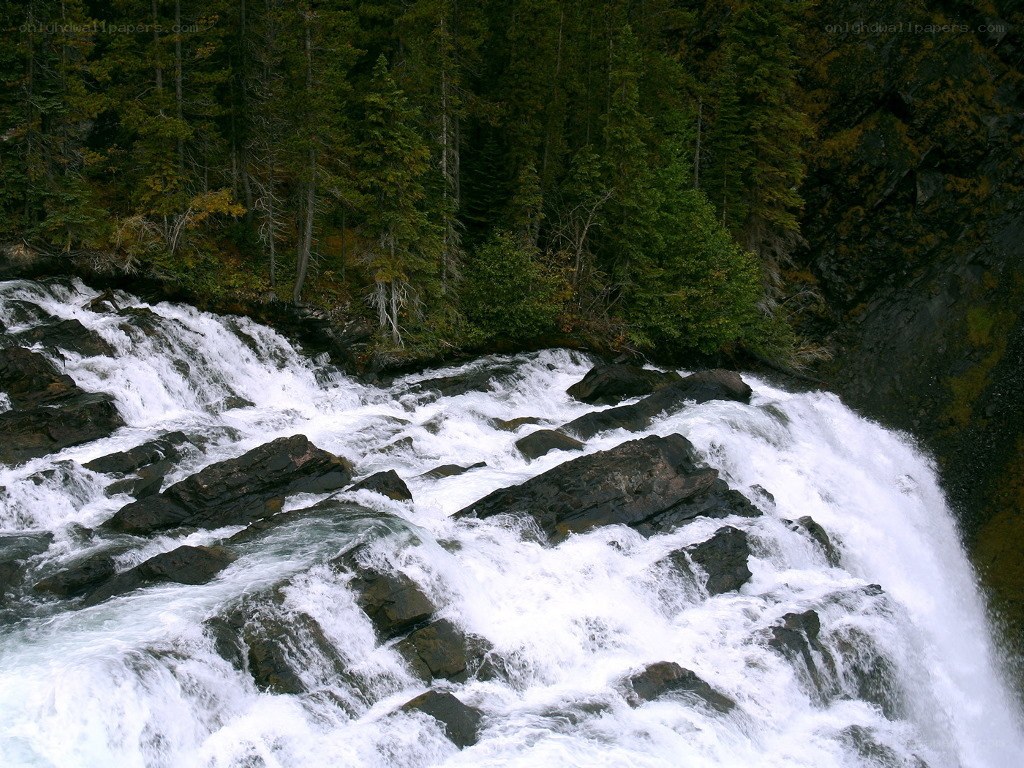 Rapid river through forest
