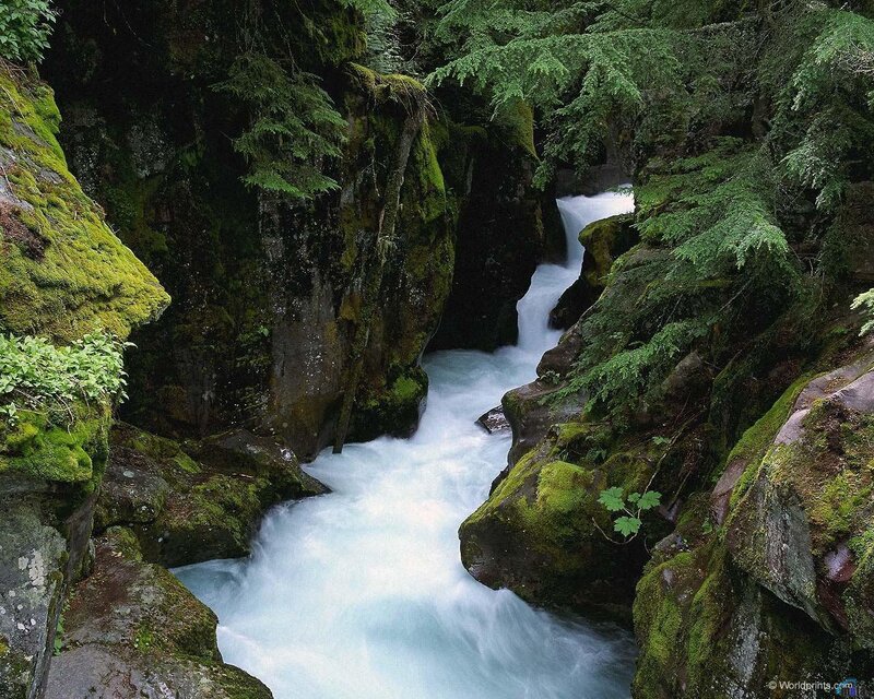Rapid stream in a forest canyon