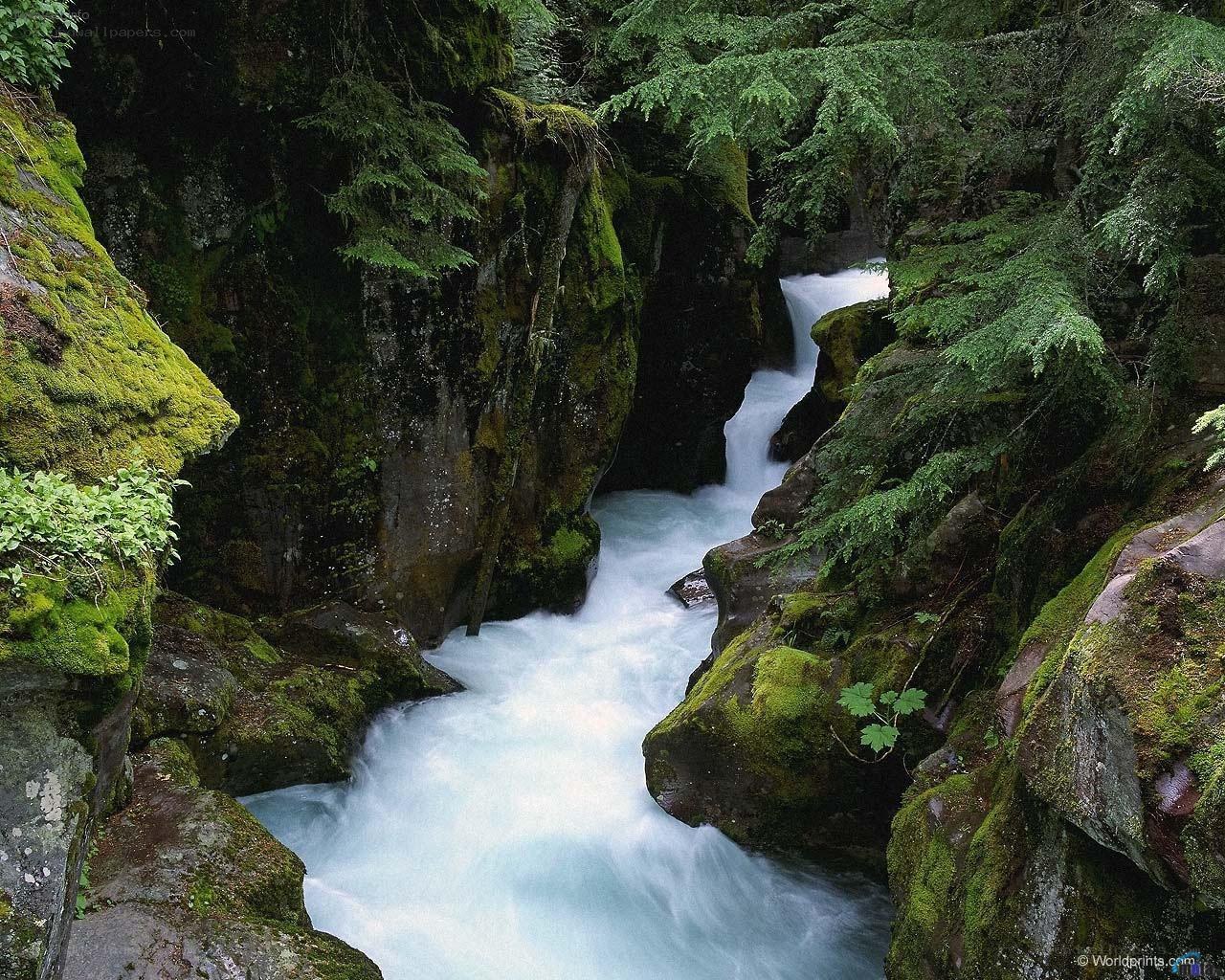 Rapid stream in a forest canyon
