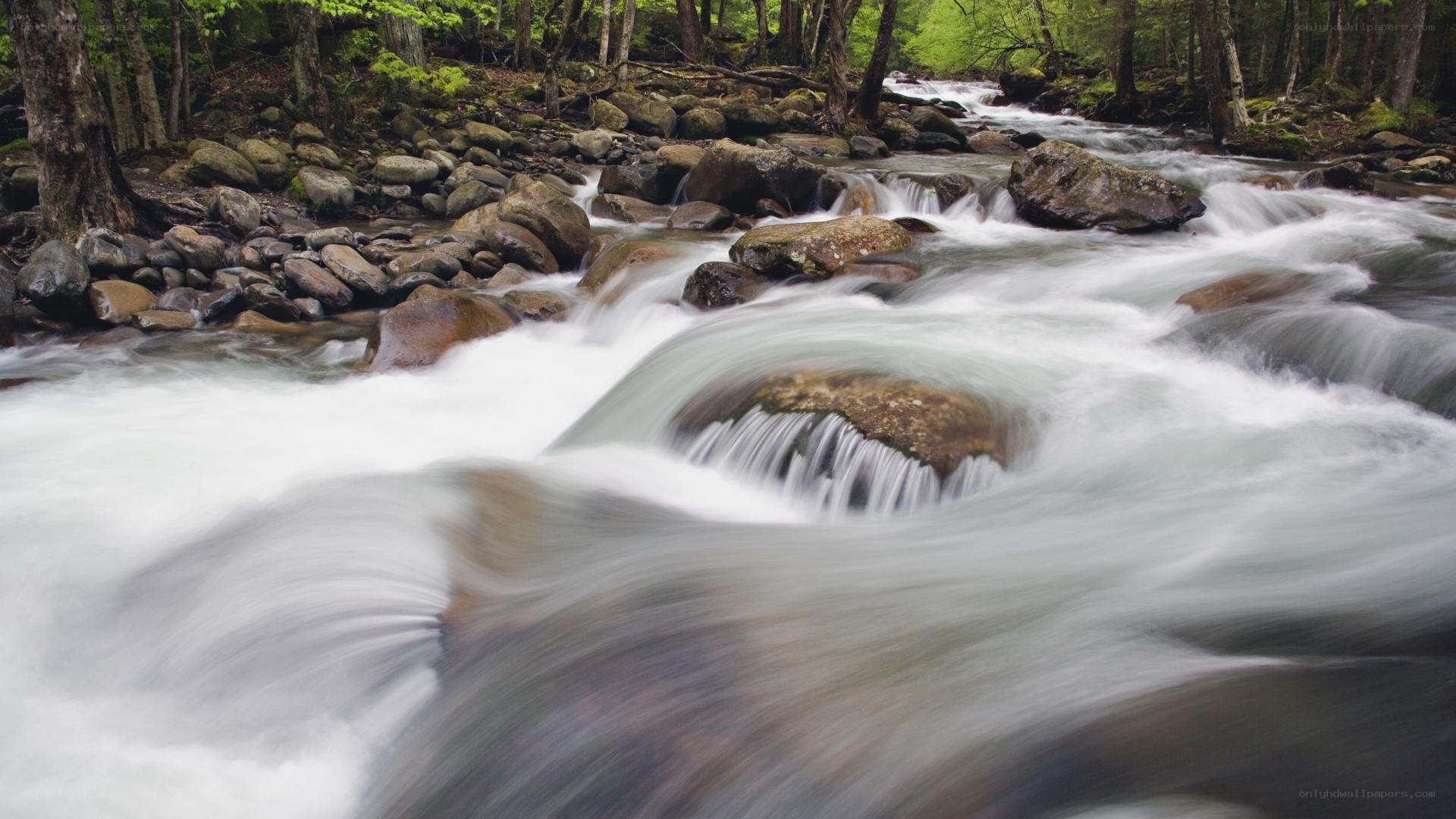 Rapid stream in forest