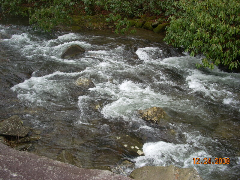 Rapid stream in forest