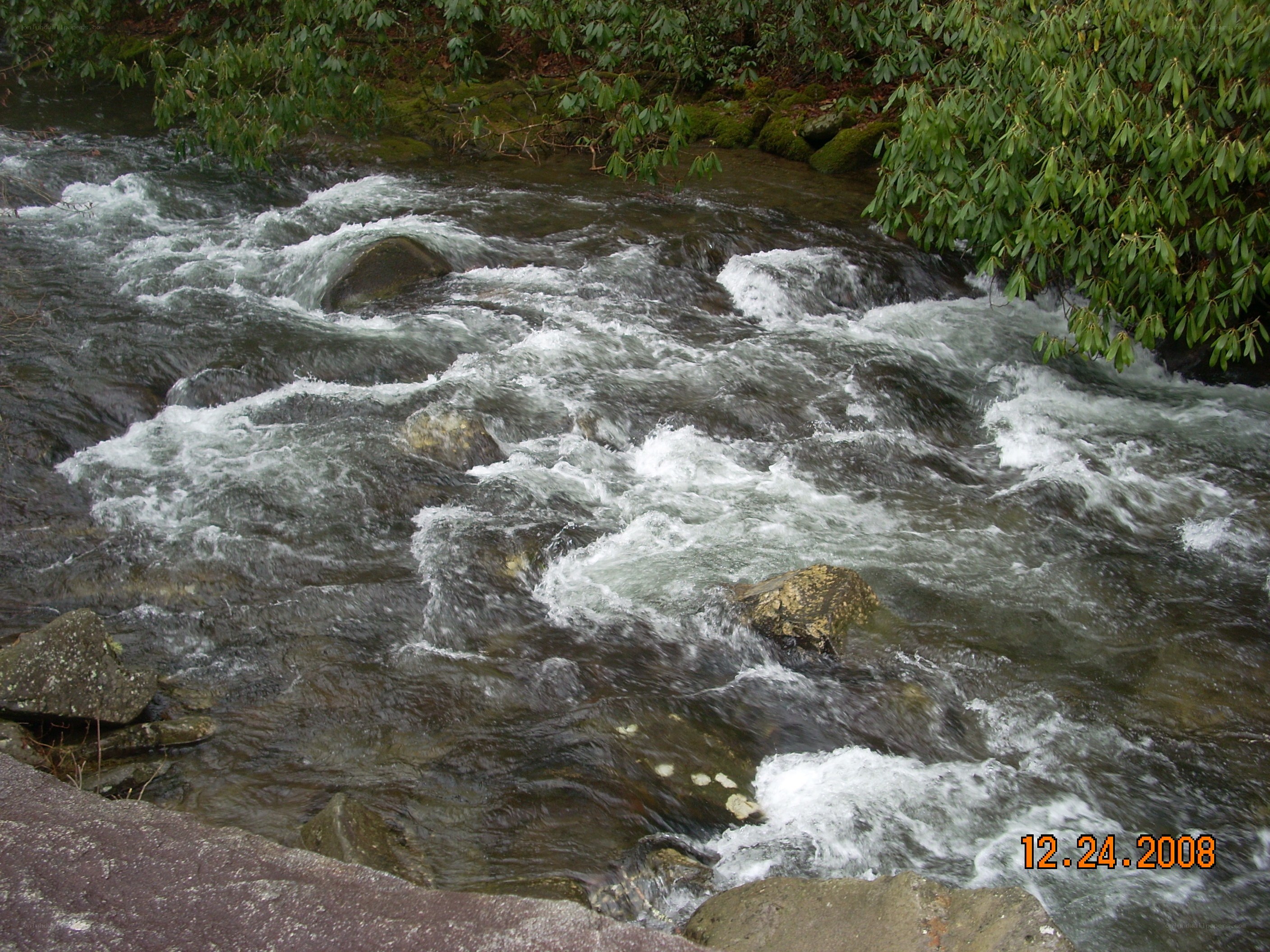 Rapid stream in forest