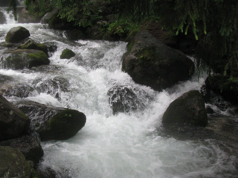 Rapid stream through forest rocks