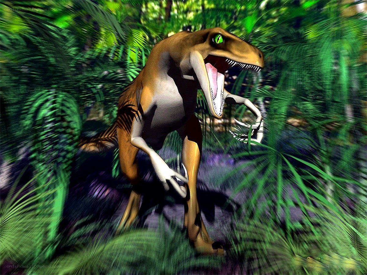 Raptor in jungle